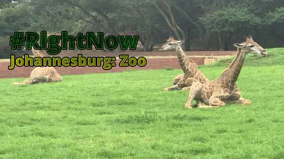 #RightNow Johannesburg: Zoo (Jan 10th 2020)