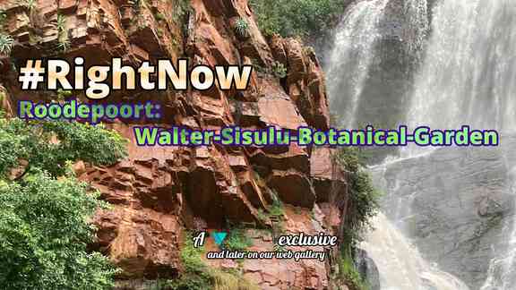#RightNow - EP06 - Roodepoort: Walter-Sisulu-Botanical-Garden