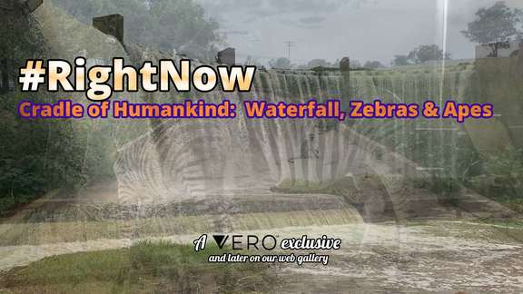#RightNow - EP11 - Cradle of Humankind: Waterfall, Zebras & Apes